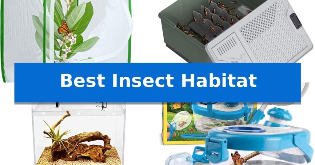 Best Insect Habitat