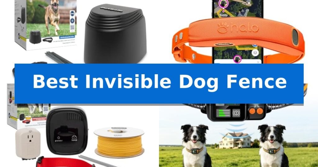 Best Invisible Dog Fence