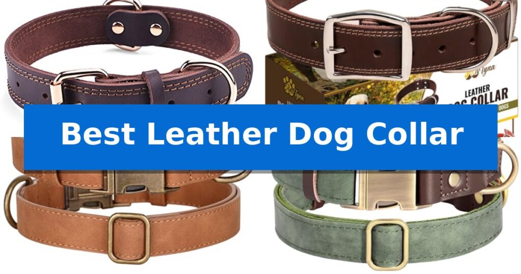 Best Leather Dog Collar