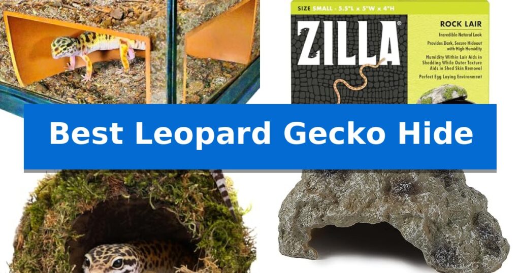 Best Leopard Gecko Hide