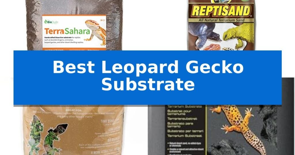 Best Leopard Gecko Substrate