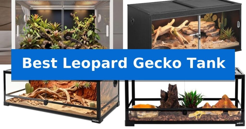 Best Leopard Gecko Tank