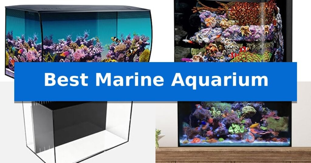 Sump Tank Process Best Marine Aquarium in 2026: Integrated Systems for Reef Success ...
