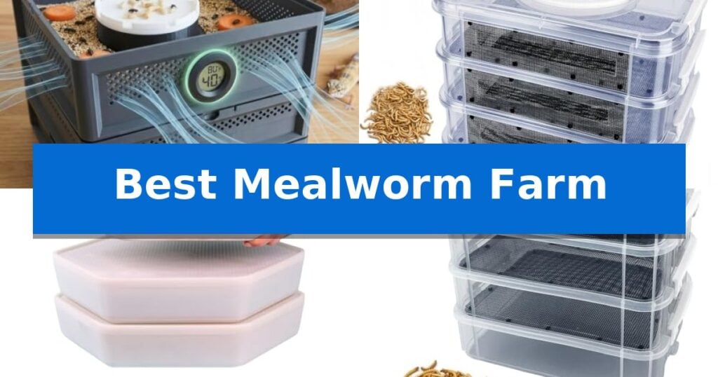 Best Mealworm Farm