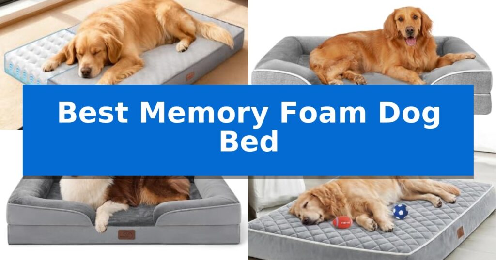 Best Memory Foam Dog Bed