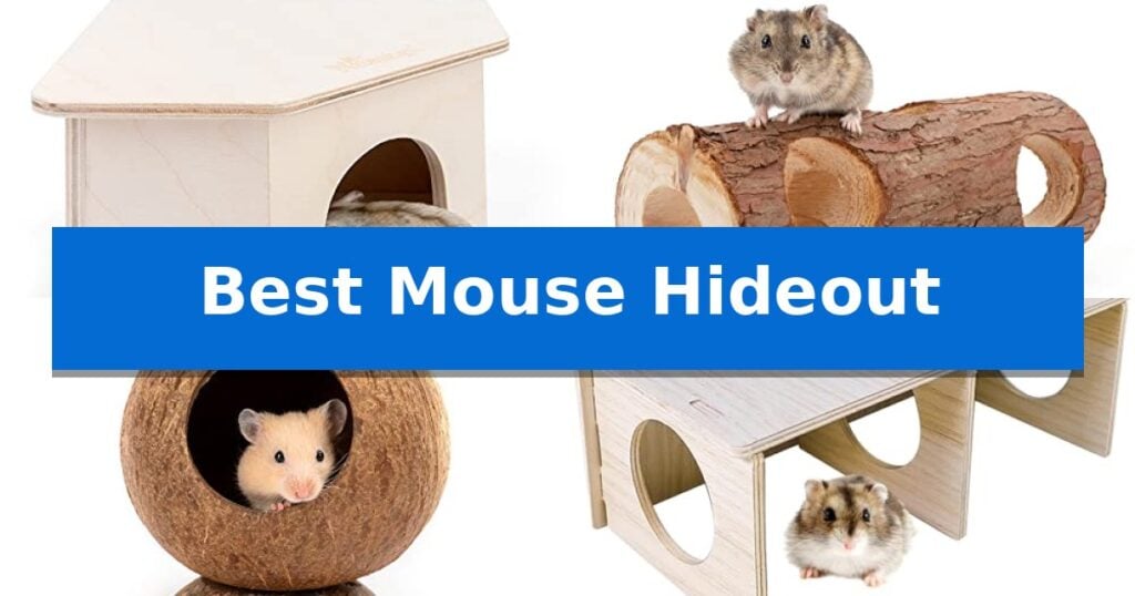 Best Mouse Hideout