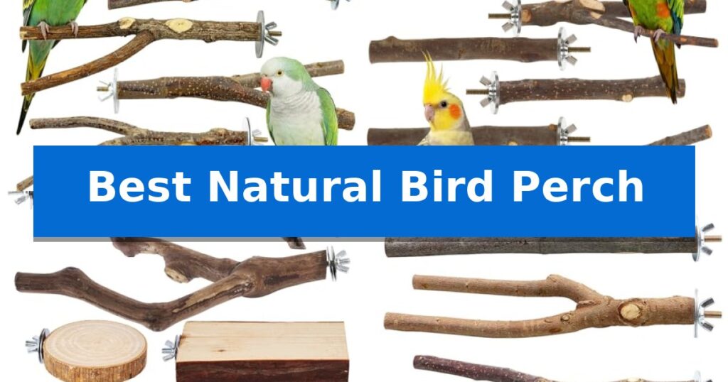Best Natural Bird Perch
