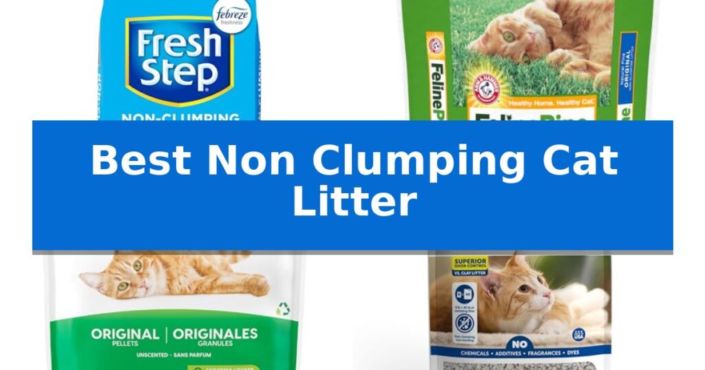 Best Non Clumping Cat Litter