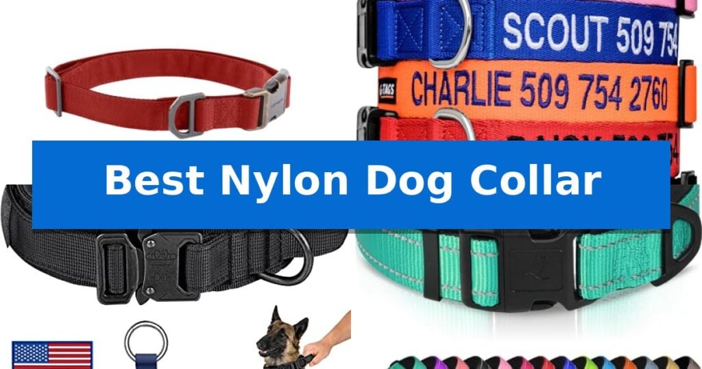 Best Nylon Dog Collar