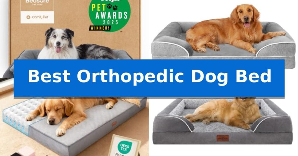 Best Orthopedic Dog Bed