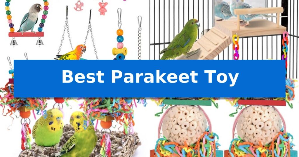 Best Parakeet Toy