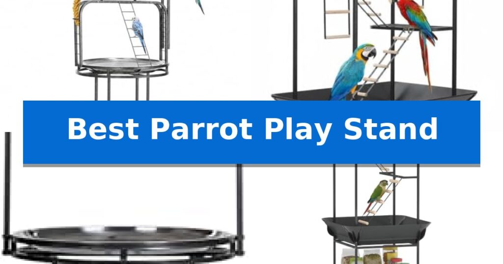 Best Parrot Play Stand