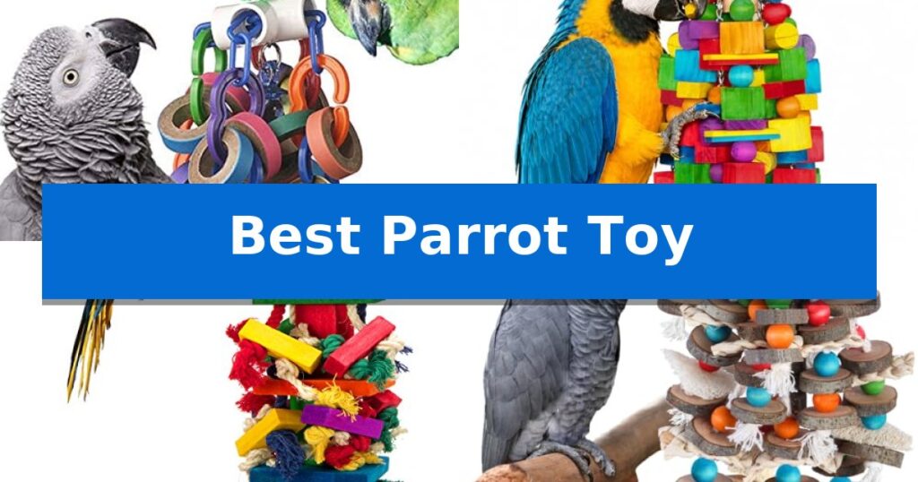 Best Parrot Toy