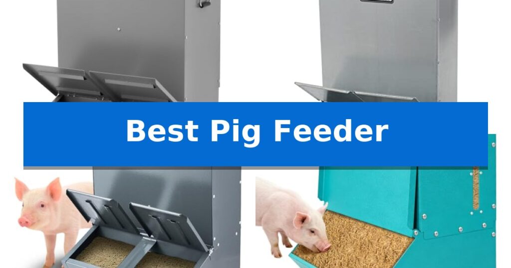 Best Pig Feeder