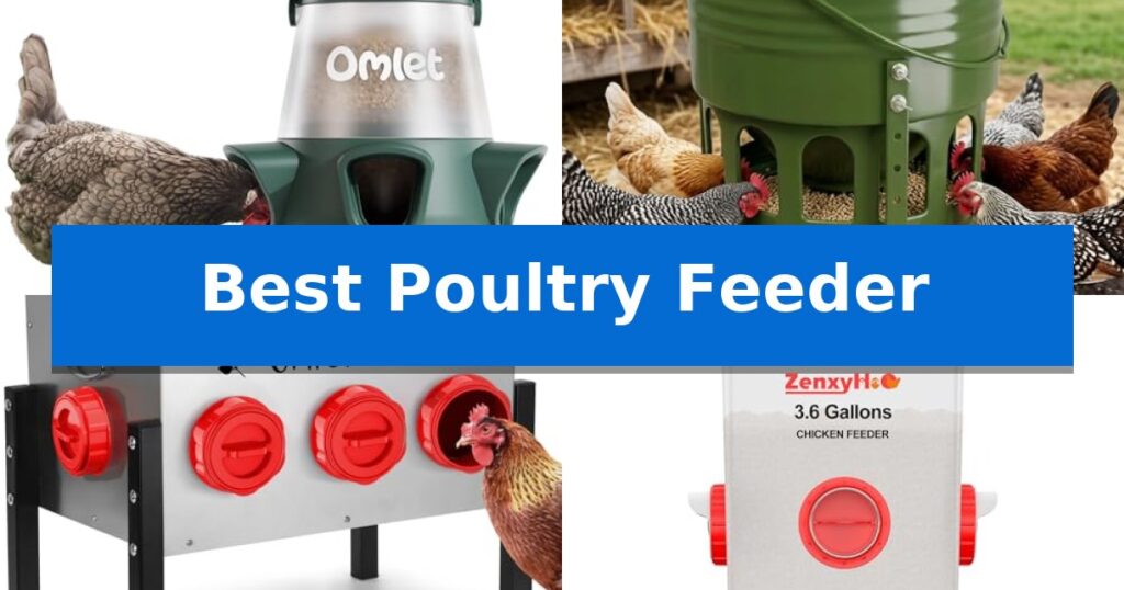 Best Poultry Feeder