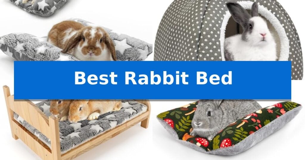 Best Rabbit Bed
