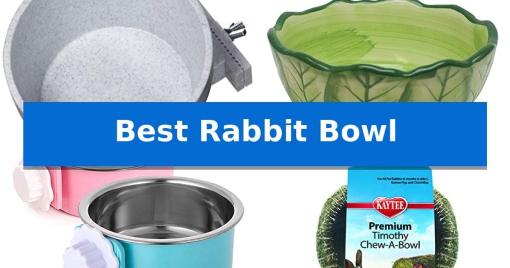 Best Rabbit Bowl