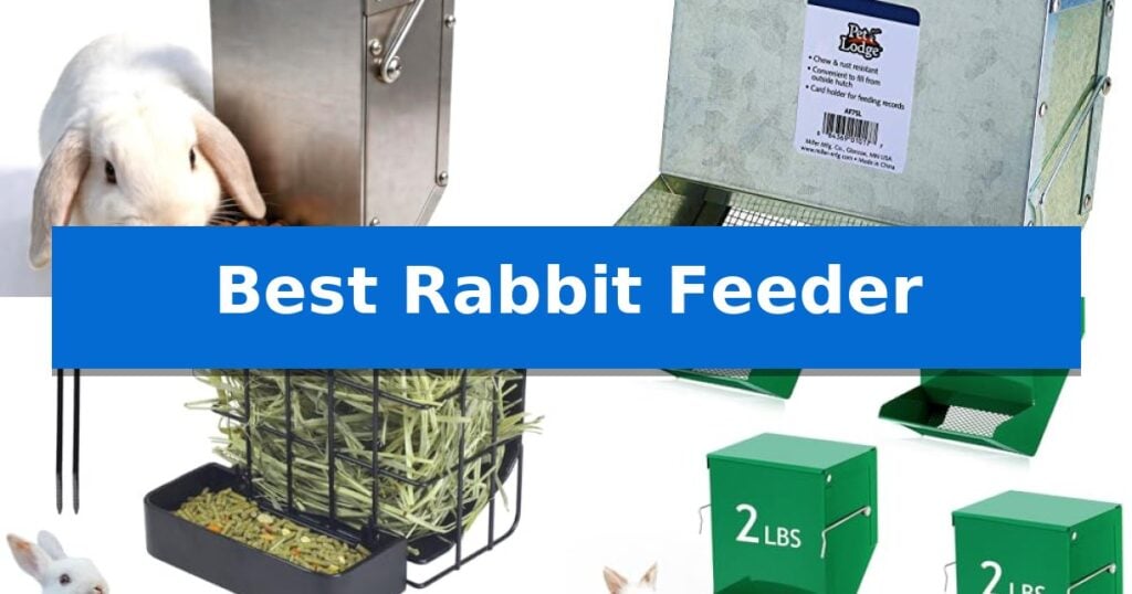 Best Rabbit Feeder