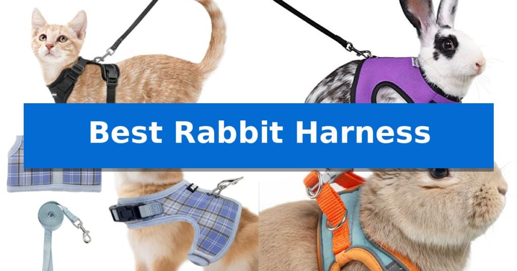 Best Rabbit Harness