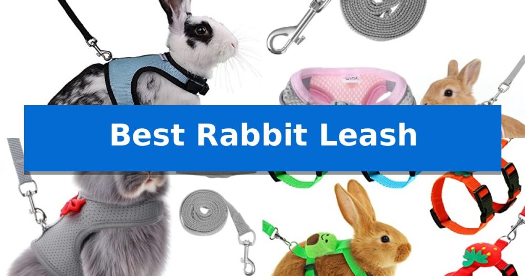 Best Rabbit Leash