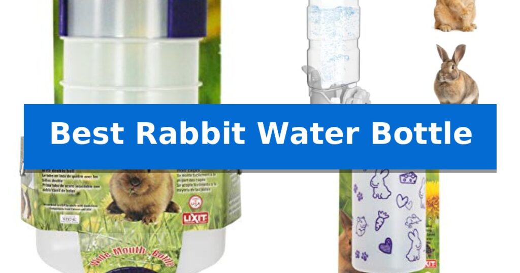 Best Rabbit Water Bottle