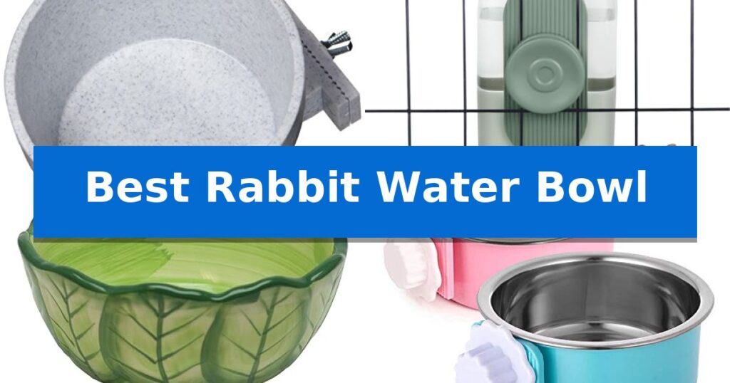 Best Rabbit Water Bowl