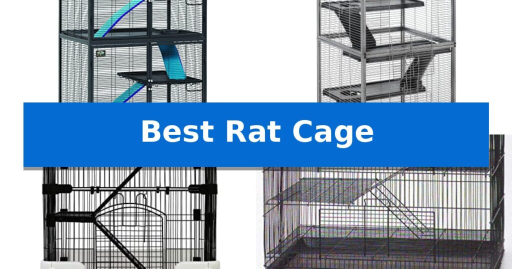 Best Rat Cage