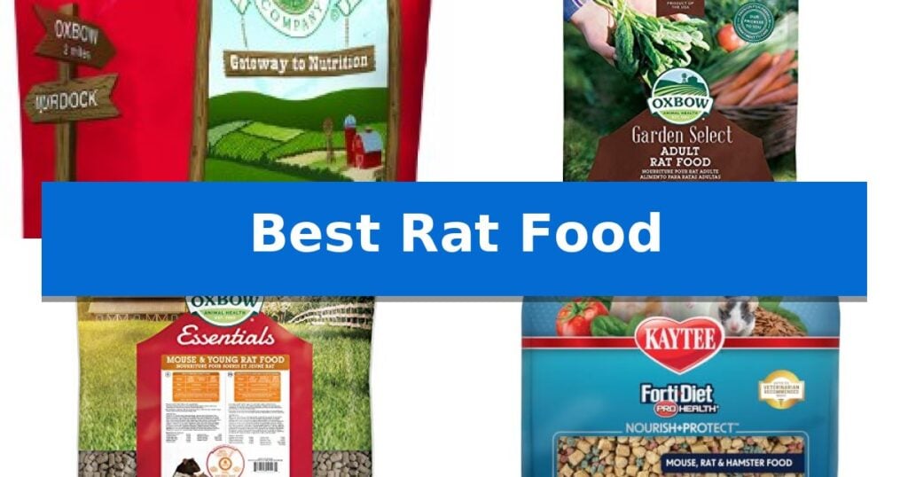 Best Rat Food