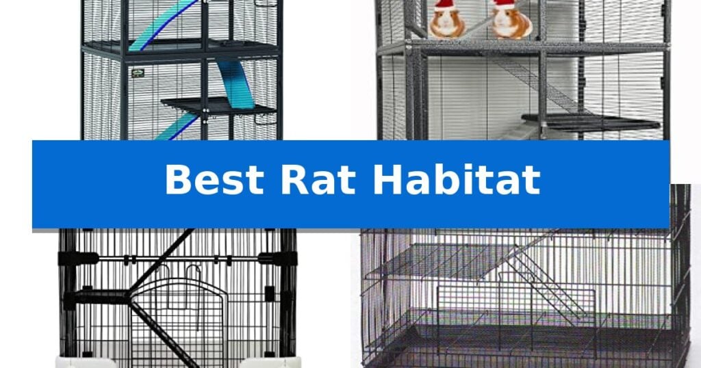 Best Rat Habitat