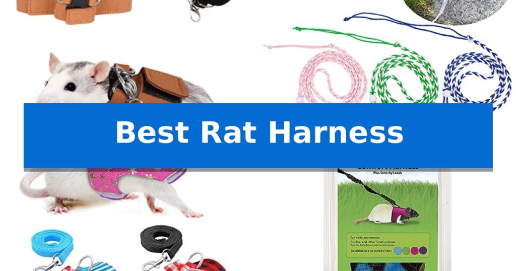 Best Rat Harness