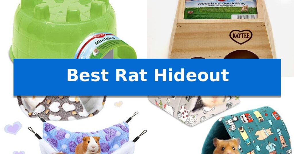 Best Rat Hideout