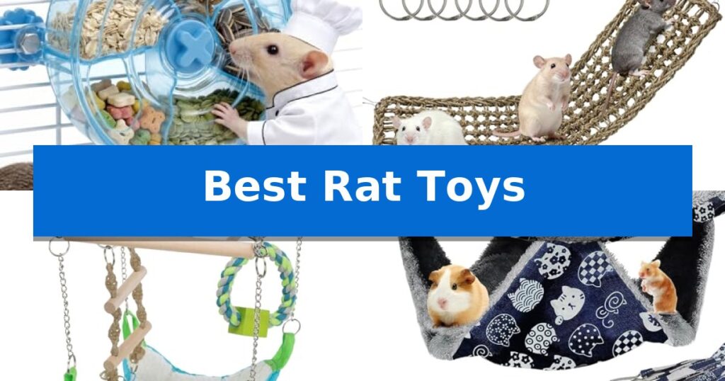 Best Rat Toys