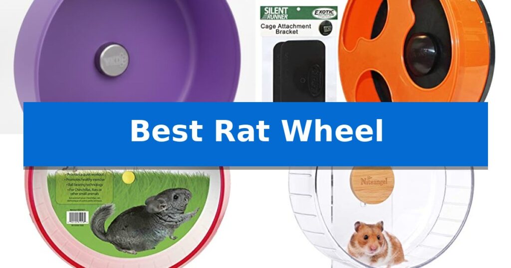 Best Rat Wheel