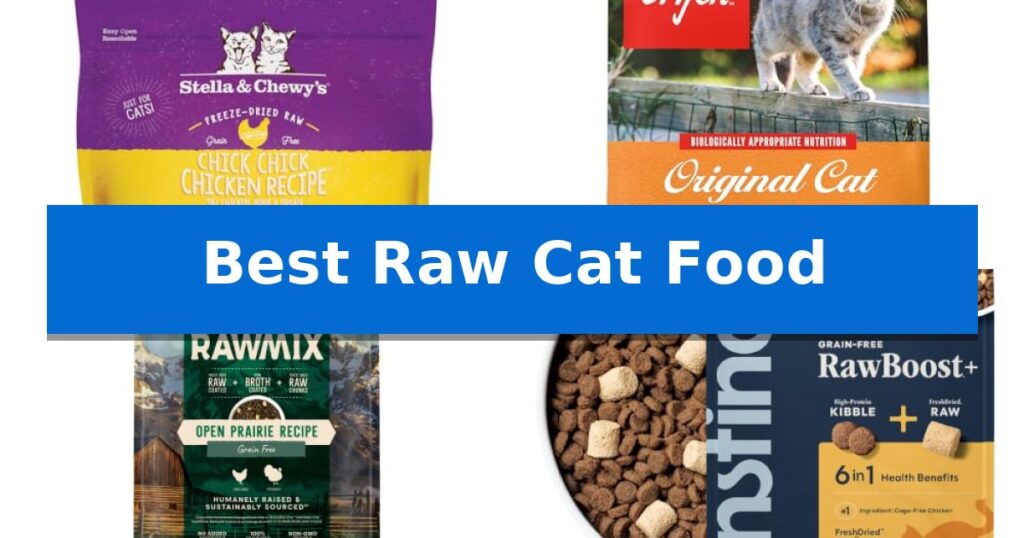 Best Raw Cat Food