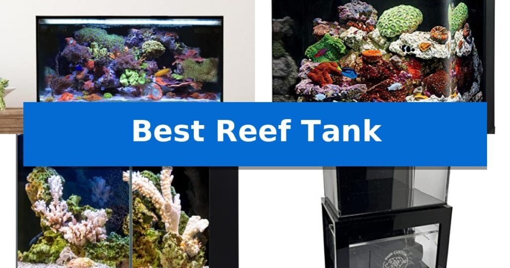 Best Reef Tank