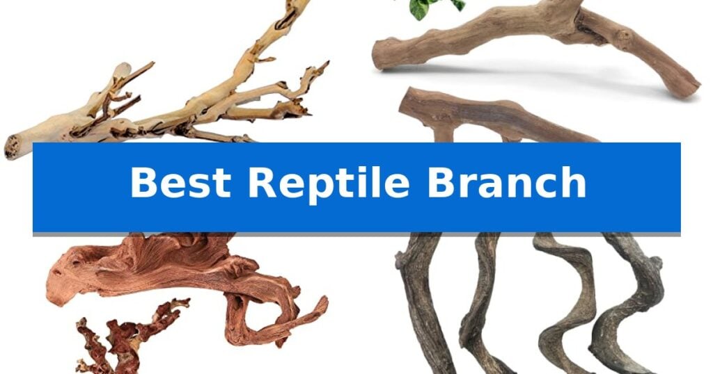 Best Reptile Branch