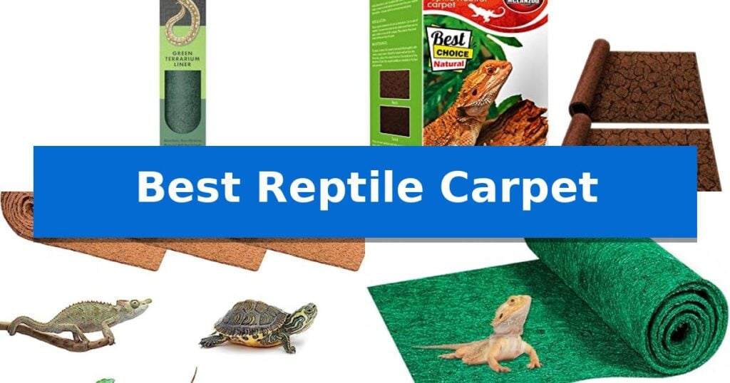 Best Reptile Carpet