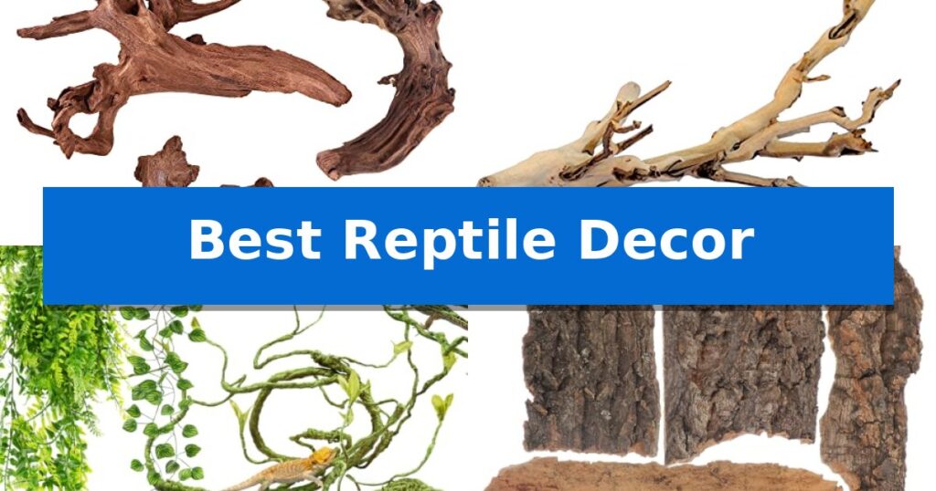 Best Reptile Decor