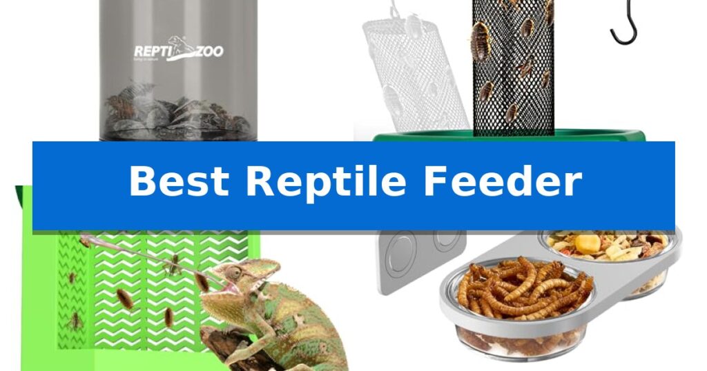 Best Reptile Feeder