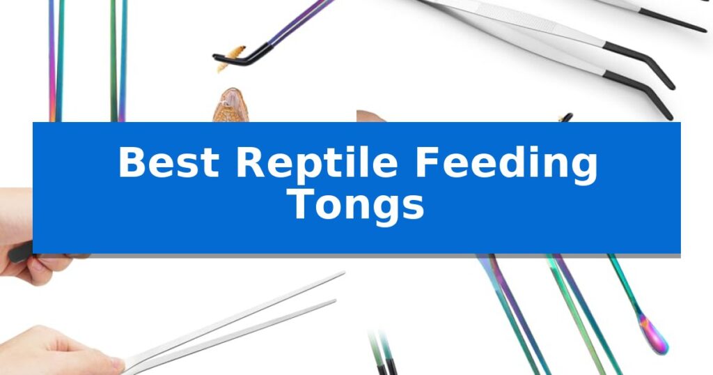 Best Reptile Feeding Tongs