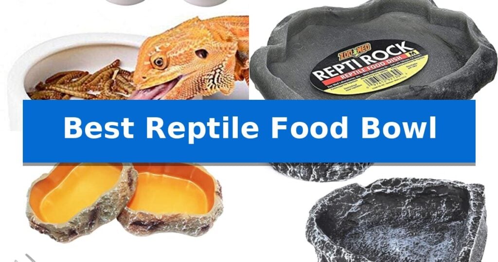 Best Reptile Food Bowl