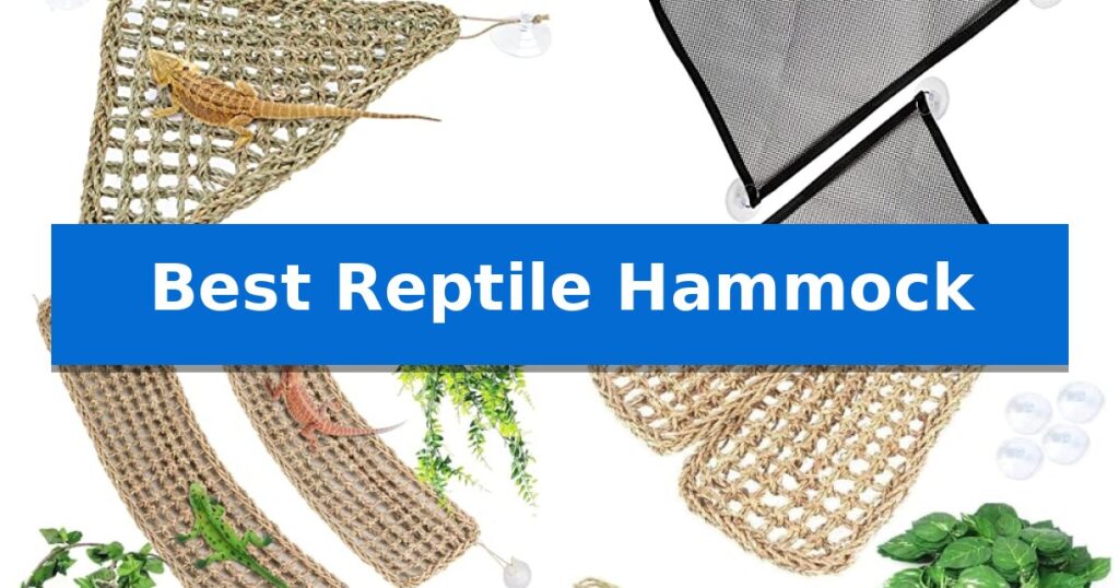 Best Reptile Hammock