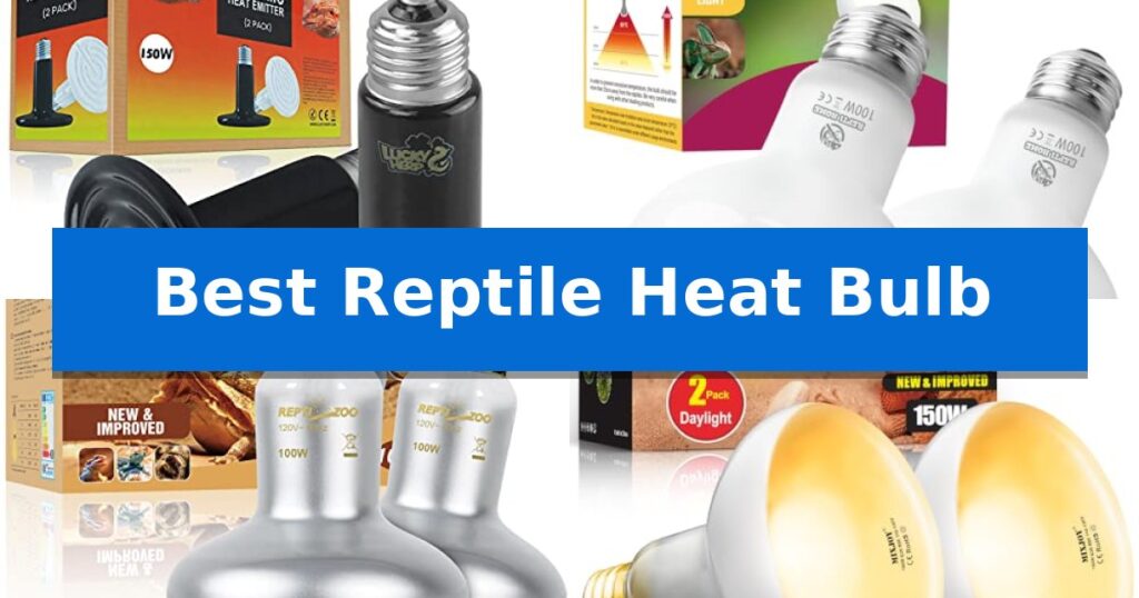 Best Reptile Heat Bulb