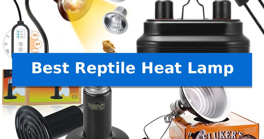 Best Reptile Heat Lamp