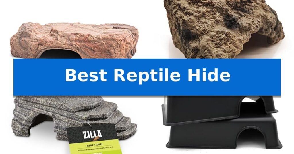Best Reptile Hide