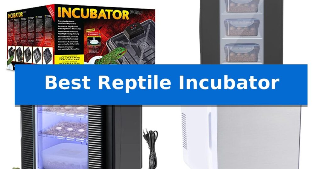 Best Reptile Incubator