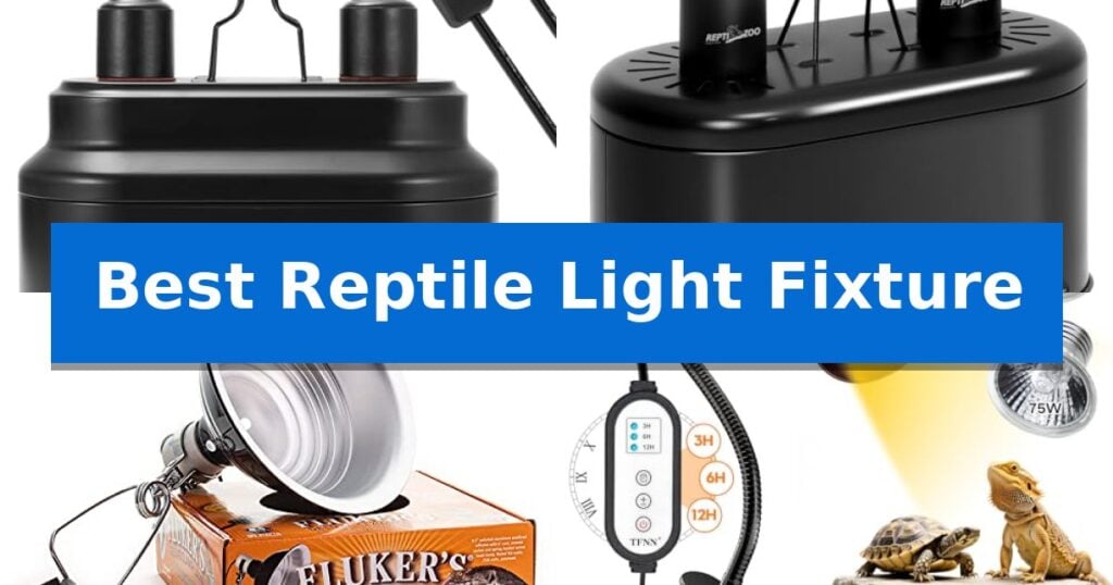 Best Reptile Light Fixture