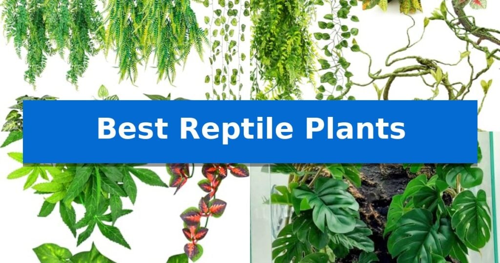 Best Reptile Plants