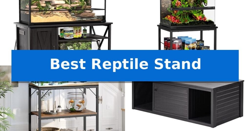 Best Reptile Stand