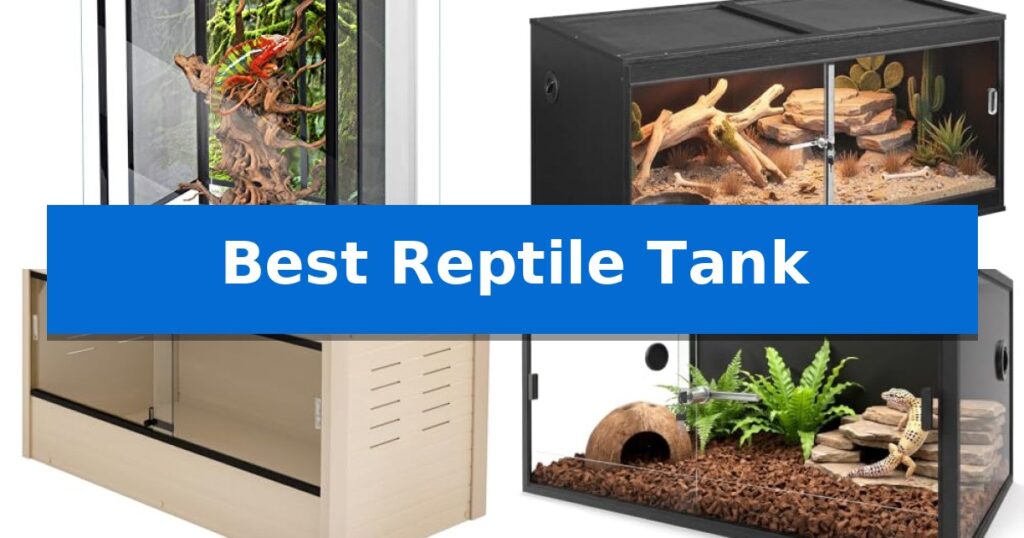 Best Reptile Tank